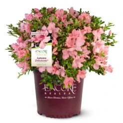Autumn Debutante® Encore® Azalea Shrub 12 Autumn Debutante® Encore® Azalea Shrub -Brighter Blooms Sales Autumn Debutante Encore 4