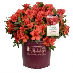 Autumn Embers® Encore® Azalea Shrub 12 Autumn Embers® Encore® Azalea Shrub -Brighter Blooms Sales Autumn Embers Azalea 1 65c338a0 d13b 4a8e 90d9 5bf240231aa4