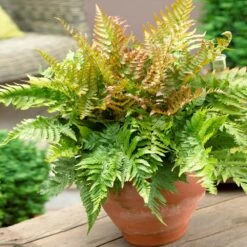 Sunset Hues House Plant Kit 13 Sunset Hues House Plant Kit -Brighter Blooms Sales Autumn Fern 1 e31ce0c4 50cb 4989 8999 5e6bf412fc89