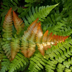 Brilliance Autumn Fern -Brighter Blooms Sales Autumn Fern 2