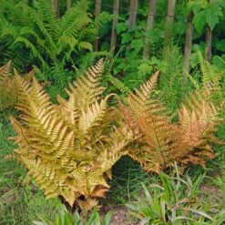 Brilliance Autumn Fern -Brighter Blooms Sales Autumn Fern 3