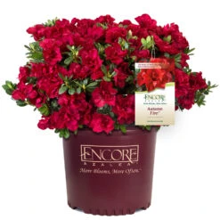 Autumn Fire® Encore® Azalea Shrub -Brighter Blooms Sales Autumn Fire Encore Azalea 1
