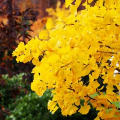 Autumn Gold Ginkgo Tree -Brighter Blooms Sales Autumn Gold Ginkgo Biloba 5 BB b9c80931 34c3 4dfe bbfe d4b2a0416bb2
