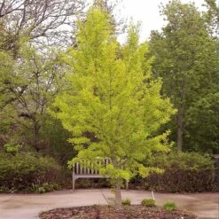 Autumn Gold Ginkgo Tree -Brighter Blooms Sales Autumn Gold Ginkgo Biloba 6 BB 3190f10c 3195 469c bc6a 3acdb0d41c39