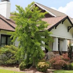 Autumn Gold Ginkgo Tree -Brighter Blooms Sales Autumn Gold Ginkgo Biloba 6 BB 58c3ed21 b6d0 49d7 bdcd f3308758f530