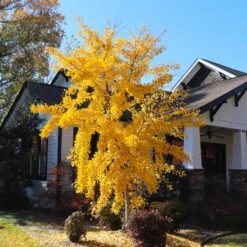 Autumn Gold Ginkgo Tree -Brighter Blooms Sales Autumn Gold Ginkgo Biloba 8