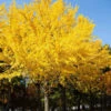 Autumn Gold Ginkgo Tree -Brighter Blooms Sales Autumn Gold Ginkgo Biloba BB 600x600 97dc27af fe98 43b7 9c04 629493bbb8a3