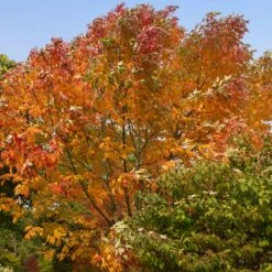 Autumn Purple Ash Tree -Brighter Blooms Sales Autumn Purple ash 2 BB