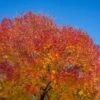 Autumn Purple Ash Tree -Brighter Blooms Sales Autumn Purple ash BB 600x00 a97f418c e702 4ed4 8b56 4d74b0914e1e