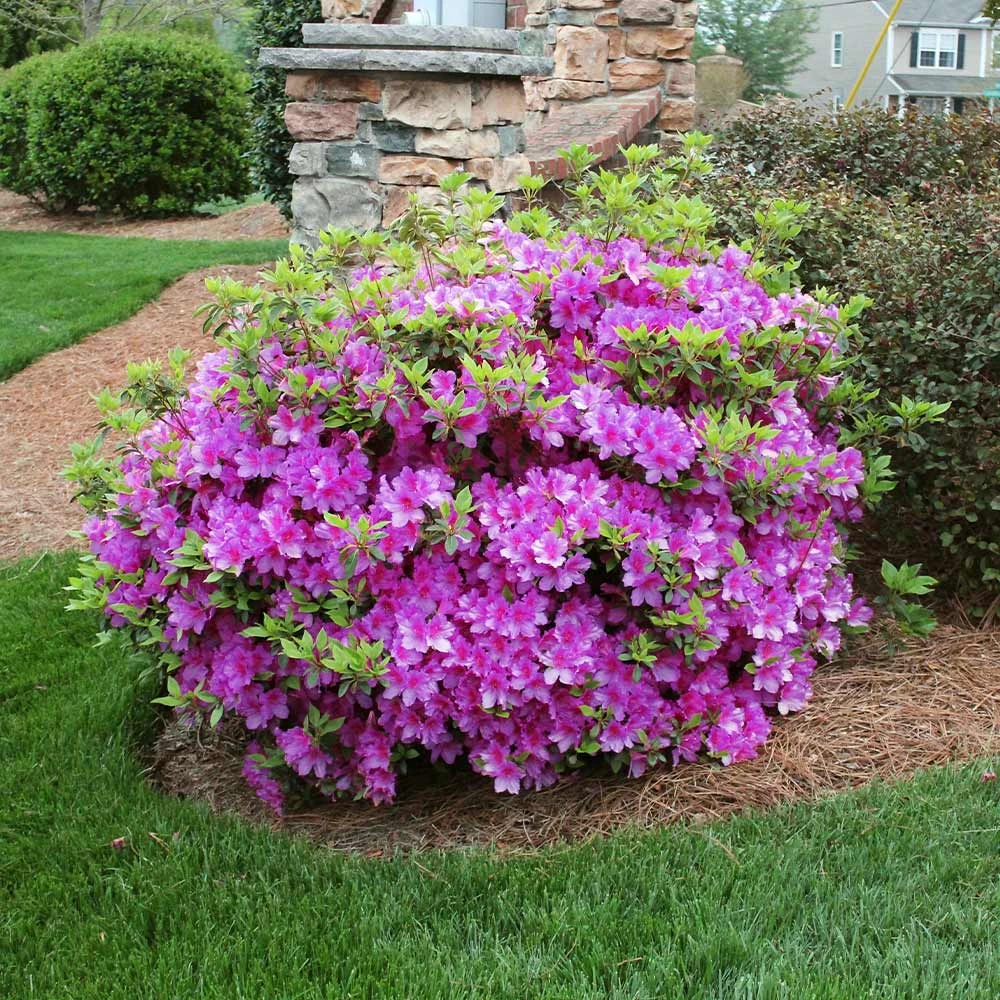 Autumn Royalty® Encore® Azalea Shrub 4 Autumn Royalty® Encore® Azalea Shrub - Image 2