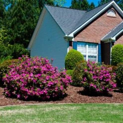 Autumn Royalty® Encore® Azalea Shrub 9 Autumn Royalty® Encore® Azalea Shrub -Brighter Blooms Sales Autumn Royalty Encore Azalea 5