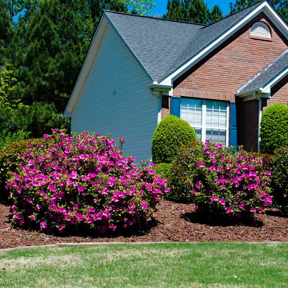 Autumn Royalty® Encore® Azalea Shrub 6 Autumn Royalty® Encore® Azalea Shrub - Image 4