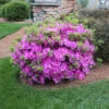 Autumn Royalty® Encore® Azalea Shrub 2 Autumn Royalty® Encore® Azalea Shrub -Brighter Blooms Sales Autumn Royalty Encore Azalea BB 600x600 d7c6bedb 505a 43d0 889c 1821530096d4