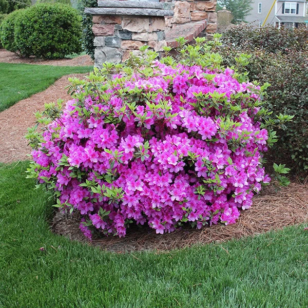 Autumn Royalty® Encore® Azalea Shrub 3 Autumn Royalty® Encore® Azalea Shrub