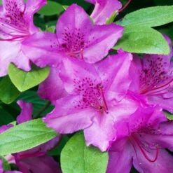 Karen Azalea -Brighter Blooms Sales Azalea Karen 2