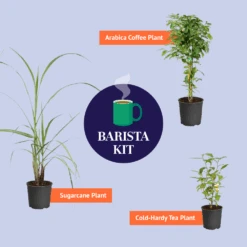 Cold Hardy Tea Plant -Brighter Blooms Sales BB Barista Kit Graphic