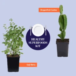 Dragon Fruit Cactus -Brighter Blooms Sales BB Healthy Superfoods Kit Graphic