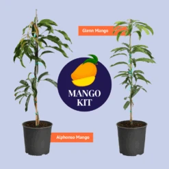 Alphonso Mango Tree -Brighter Blooms Sales BB Mango Kit Graphic bb13d415 3128 437e 9c6b 79030579d293