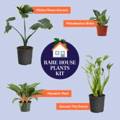 Rare House Plant Kit -Brighter Blooms Sales BB RareHousePlantKitGraphic