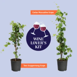 Tara Scuppernong Grape Vine -Brighter Blooms Sales BB Wine Lovers Kit Graphic af89dc3e 56e4 494f 8d72 043675baef37