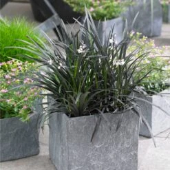 Black Mondo Grass -Brighter Blooms Sales BLack Mondo Grass 1 BB