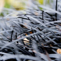 Black Mondo Grass -Brighter Blooms Sales BLack Mondo Grass 2 BB