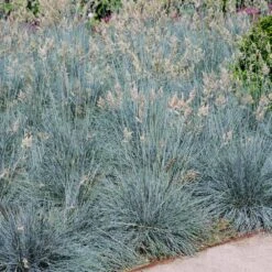 Blue Festuca Grass (Blue Fescue) 11 Blue Festuca Grass (Blue Fescue) -Brighter Blooms Sales BLue Fescue Grass 1 FGT