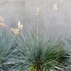 Blue Festuca Grass (Blue Fescue) 9 Blue Festuca Grass (Blue Fescue) -Brighter Blooms Sales BLue Fescue Grass 4 BB