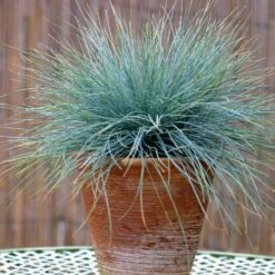 Blue Festuca Grass (Blue Fescue) 10 Blue Festuca Grass (Blue Fescue) -Brighter Blooms Sales BLue Fescue Grass 5
