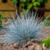 Blue Festuca Grass (Blue Fescue) -Brighter Blooms Sales BLue Fescue Grass BB 600x600 c189fb1d 5651 40ff 9f24 1cf2d24e38ff