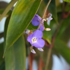 Weeping Blue Ginger Plant -Brighter Blooms Sales BLue Ginger 6 BB