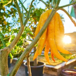 Buddha's Hand Citron Tree -Brighter Blooms Sales BUddhas Hand Citrus 1