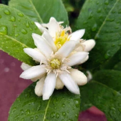 Buddha's Hand Citron Tree -Brighter Blooms Sales BUddhas Hand Citrus 4