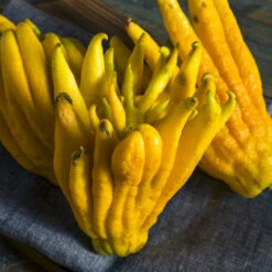 Buddha's Hand Citron Tree -Brighter Blooms Sales BUddhas Hand Citrus 7 BB