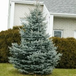 Baby Blue Spruce Tree 7 Baby Blue Spruce Tree -Brighter Blooms Sales Baby Blue 1