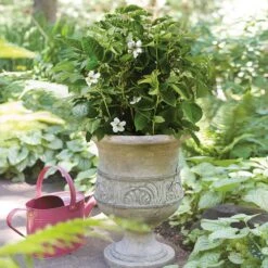 Bushel And Berry® Baby Cakes Blackberry® Bush -Brighter Blooms Sales Baby Cakes Blackberry 1