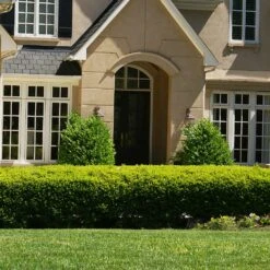 Baby Gem™ Boxwood Shrub -Brighter Blooms Sales Baby Gem 4