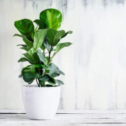 New Apartment House Plant Kit -Brighter Blooms Sales Bambino FIddleLeafFIg 3 BB d91e7f2d fb00 4ad2 b3b8 582940e8523d