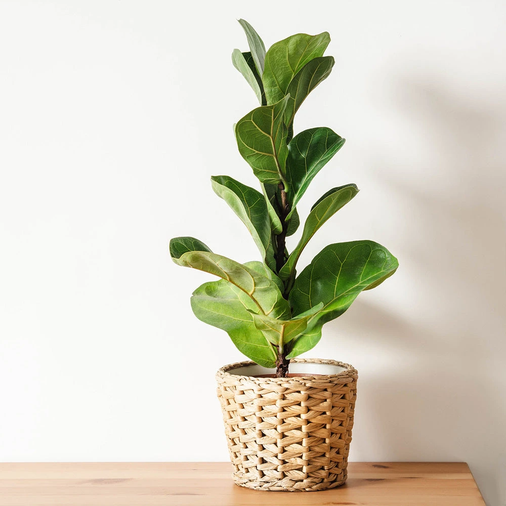 Bambino Fiddle Leaf Fig 6 Bambino Fiddle Leaf Fig - Image 4