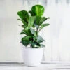 Bambino Fiddle Leaf Fig -Brighter Blooms Sales Bambino FIddleLeafFIg BB 600x600 5bcae5fe 8397 4d12 8c99 c1a5d23720c3