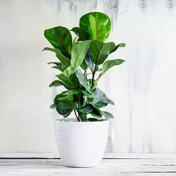 Bambino Fiddle Leaf Fig 3 Bambino Fiddle Leaf Fig