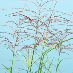 Miscanthus Bandwidth (Chinese Silver Grass) -Brighter Blooms Sales Bandwidth Maiden Grass 2