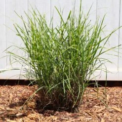 Miscanthus Bandwidth (Chinese Silver Grass) -Brighter Blooms Sales Bandwidth Maiden Grass 4