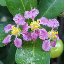 Barbados (Acerola) Cherry -Brighter Blooms Sales Barbadoes Cherry 1