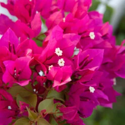 Pink Bougainvillea Tree -Brighter Blooms Sales Barbera Karst Bougainvillea 4