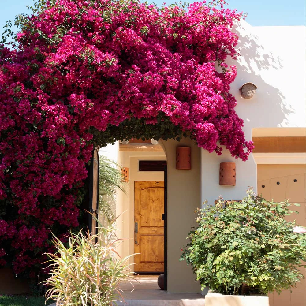 Barbara Karst Bougainvillea 4 Barbara Karst Bougainvillea - Image 2
