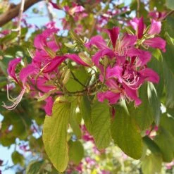 Hong Kong Orchid Tree -Brighter Blooms Sales Bauhinia x blakeana 1