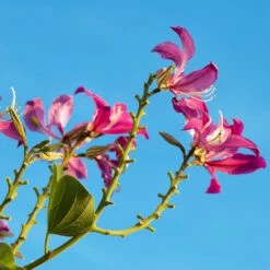 Hong Kong Orchid Tree -Brighter Blooms Sales Bauhinia x blakeana 2 BB