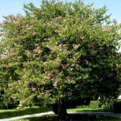 Hong Kong Orchid Tree -Brighter Blooms Sales Bauhinia x blakeana 4