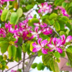 Hong Kong Orchid Tree -Brighter Blooms Sales Bauhinia x blakeana 6 BB
